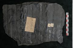 Foto (Detailansicht) von Sigillaria alternaus Lindl. et H. (NHMW-GEO-2024-0188-11047)